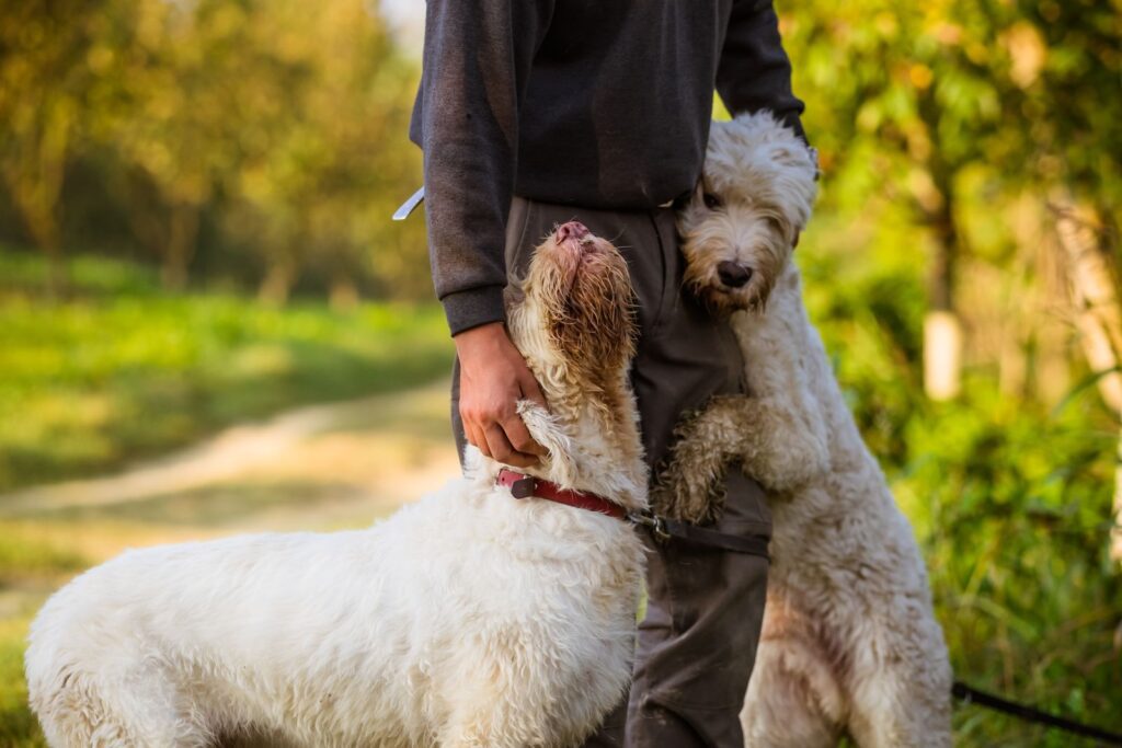 truffle hunting Italy
