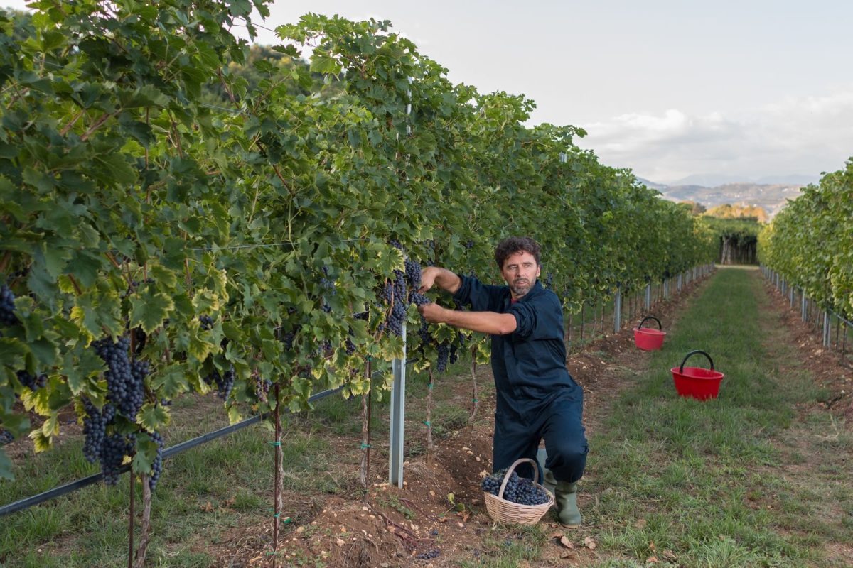 Valpolicella 02