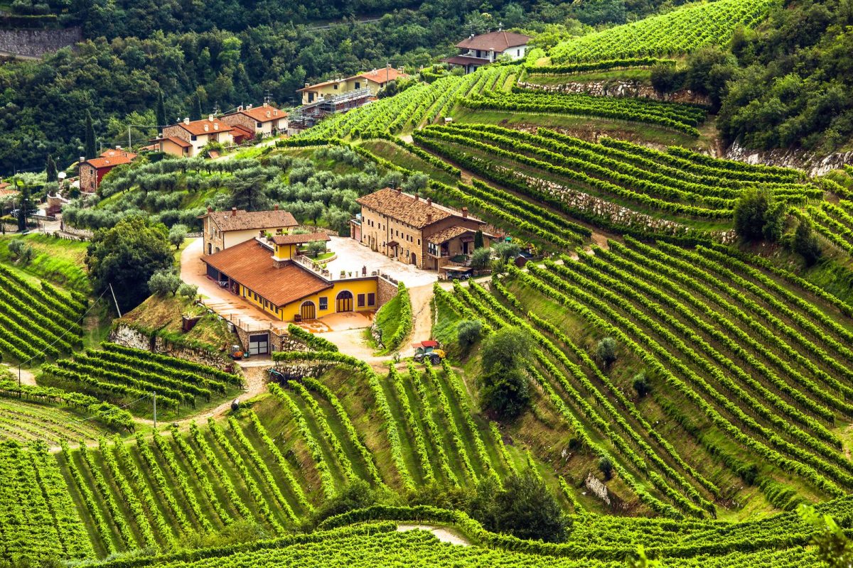Valpolicella 06