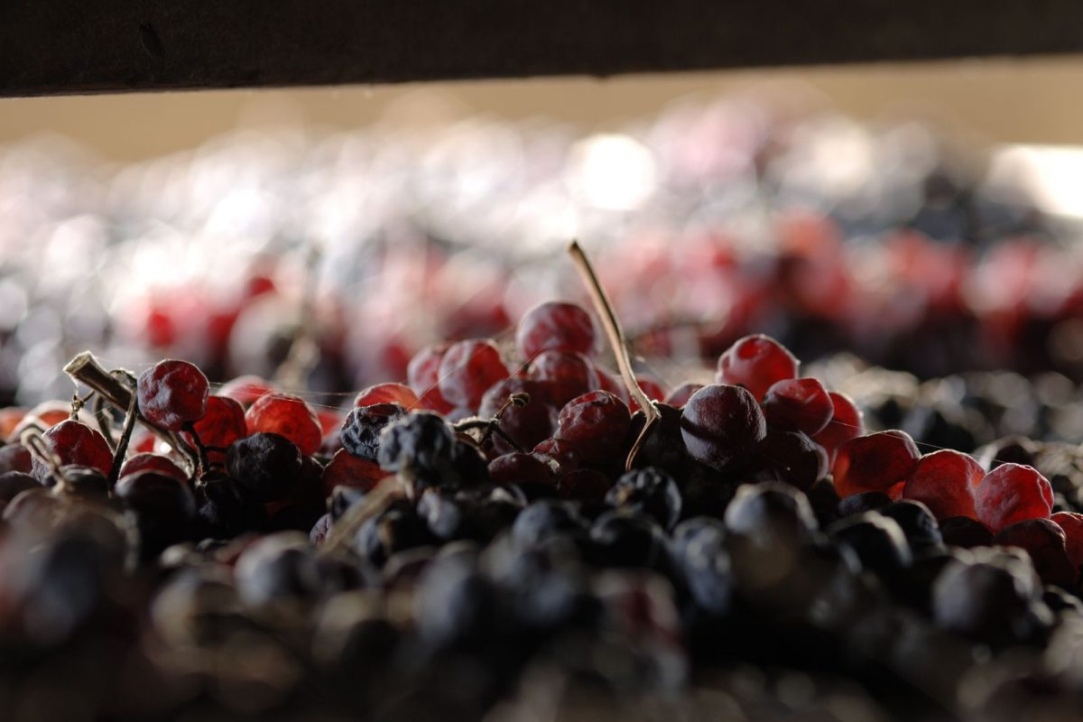 Valpolicella 13