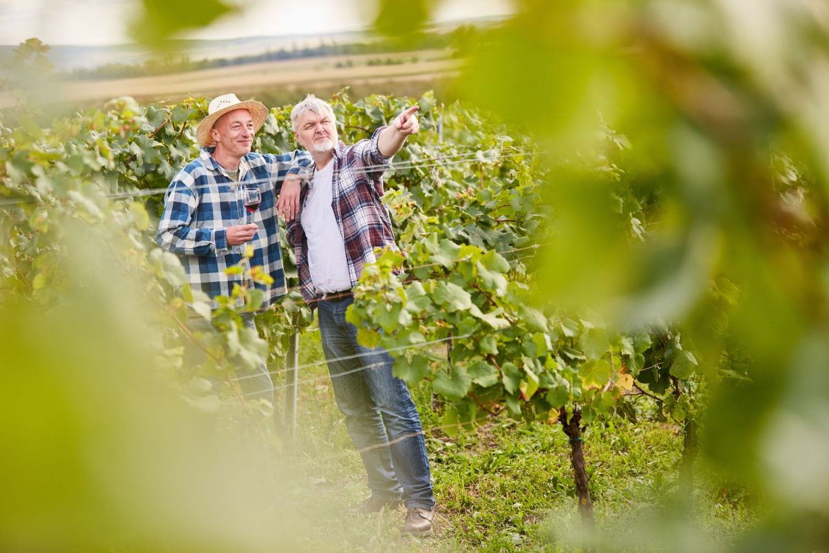 Wine Tour 17