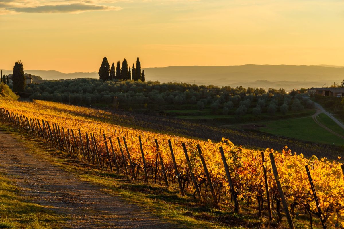 Wine Tour 39