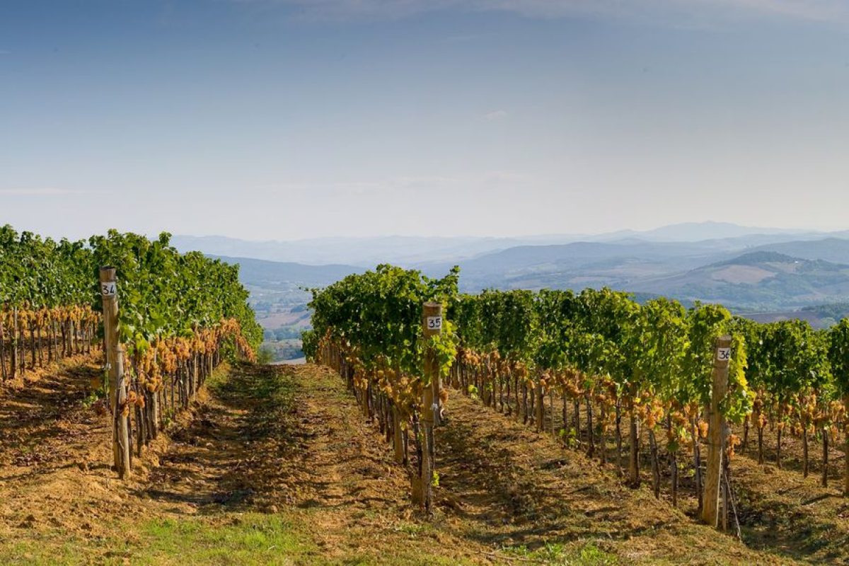 Wine Tour 71